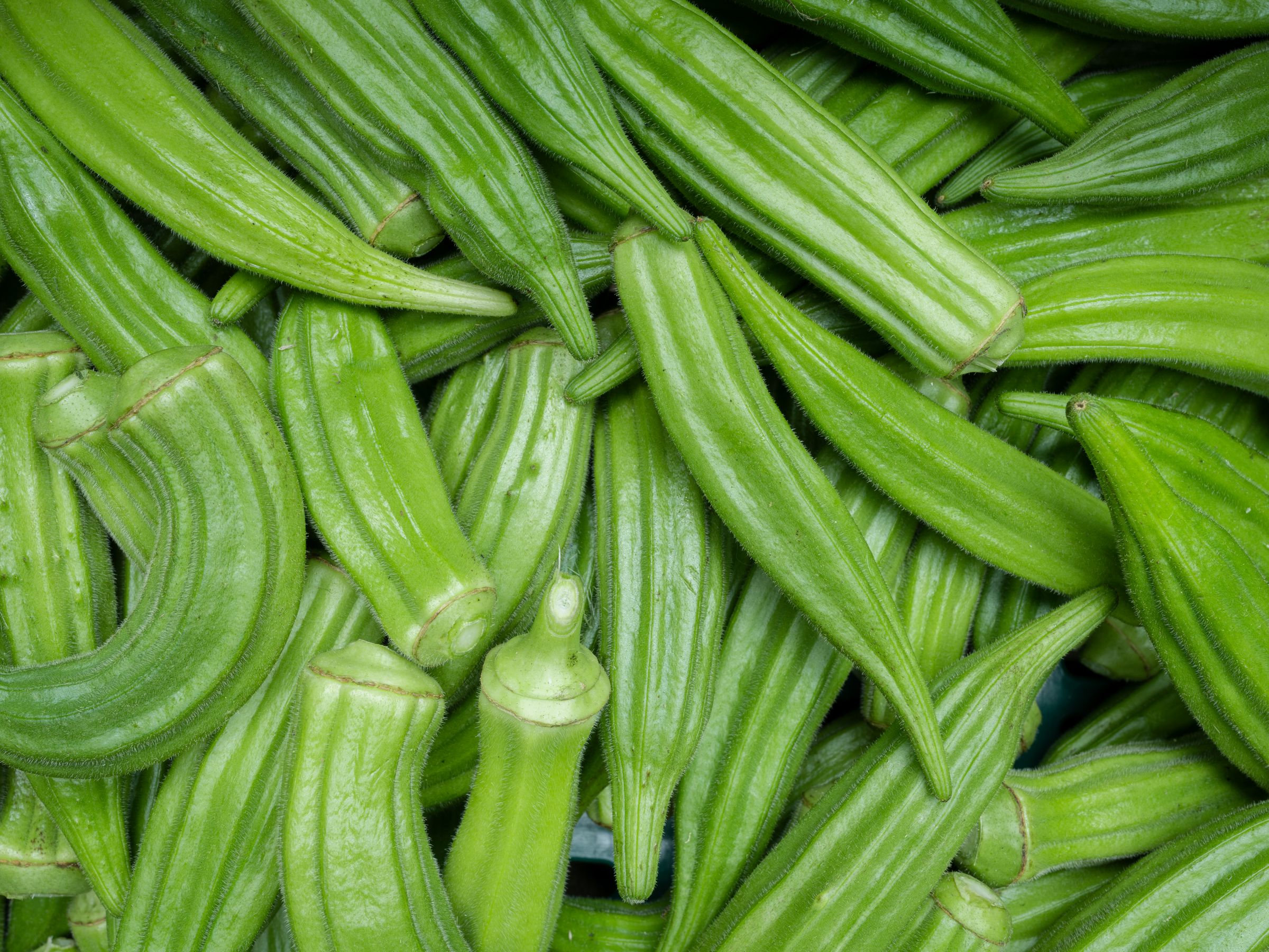 Okra fresca di raccolto