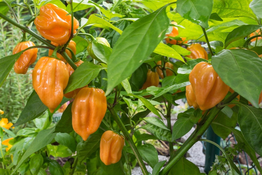 Habanero arancioni sulla pianta
